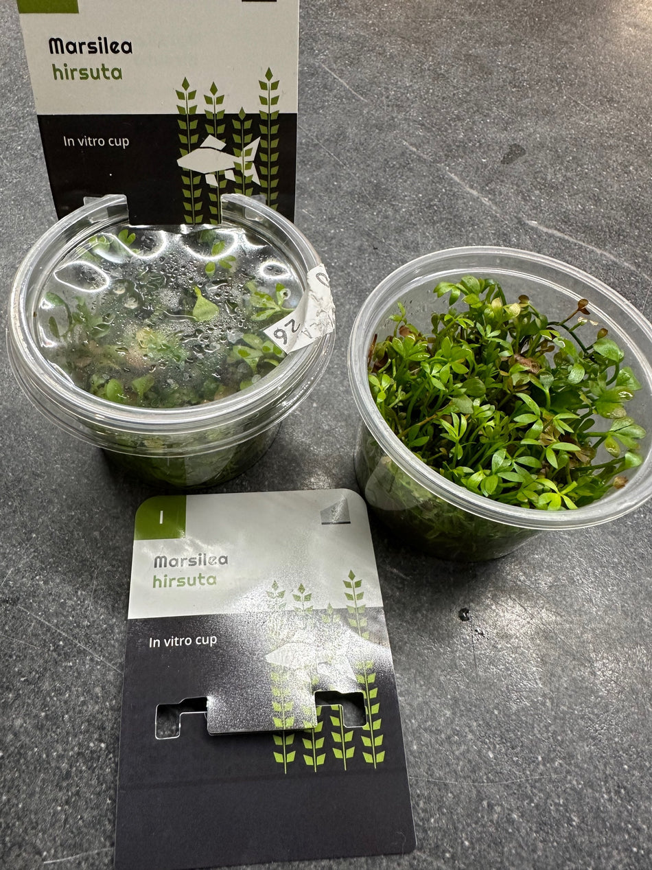 Marsilia Hirsuta Invitro Pot
