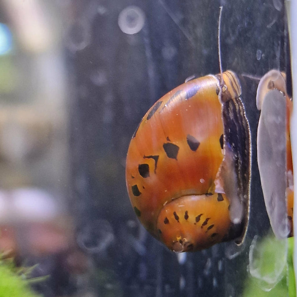Assorted Neritina Snails (Mixed Varieties)