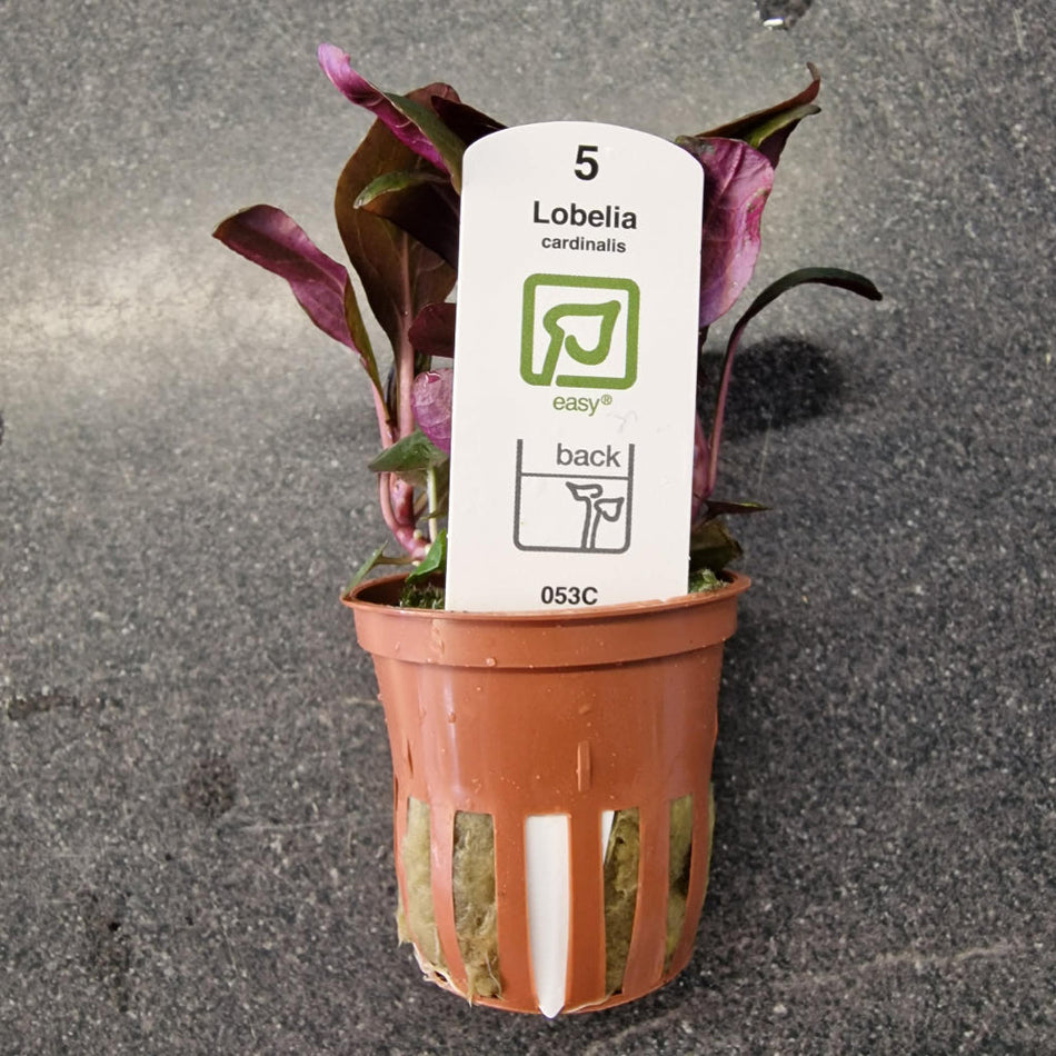 Lobelia Cardinalis Tropica Potted Aquarium Plant