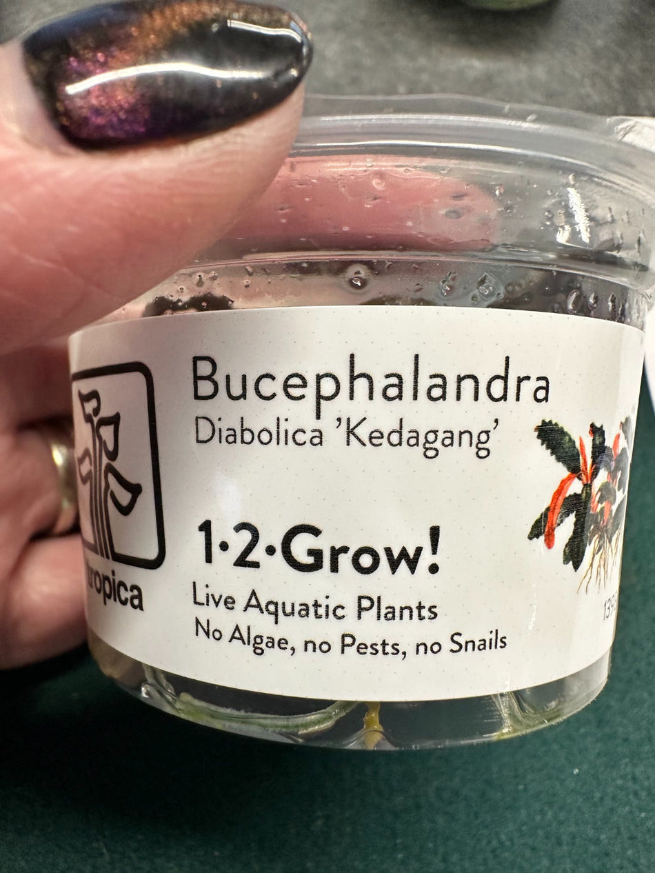 Bucephalandra Diabolica Kedegang Invitro (Tropica)