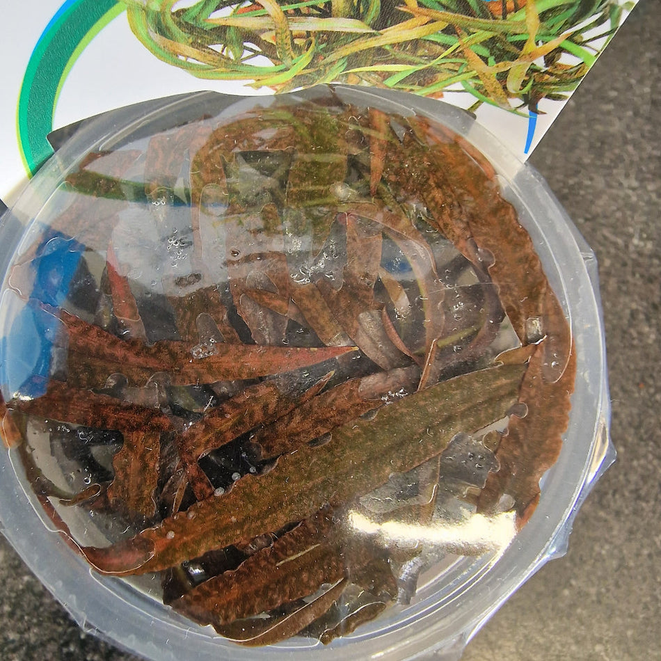 Cryptocoryne Spiralis Tiger Invitro