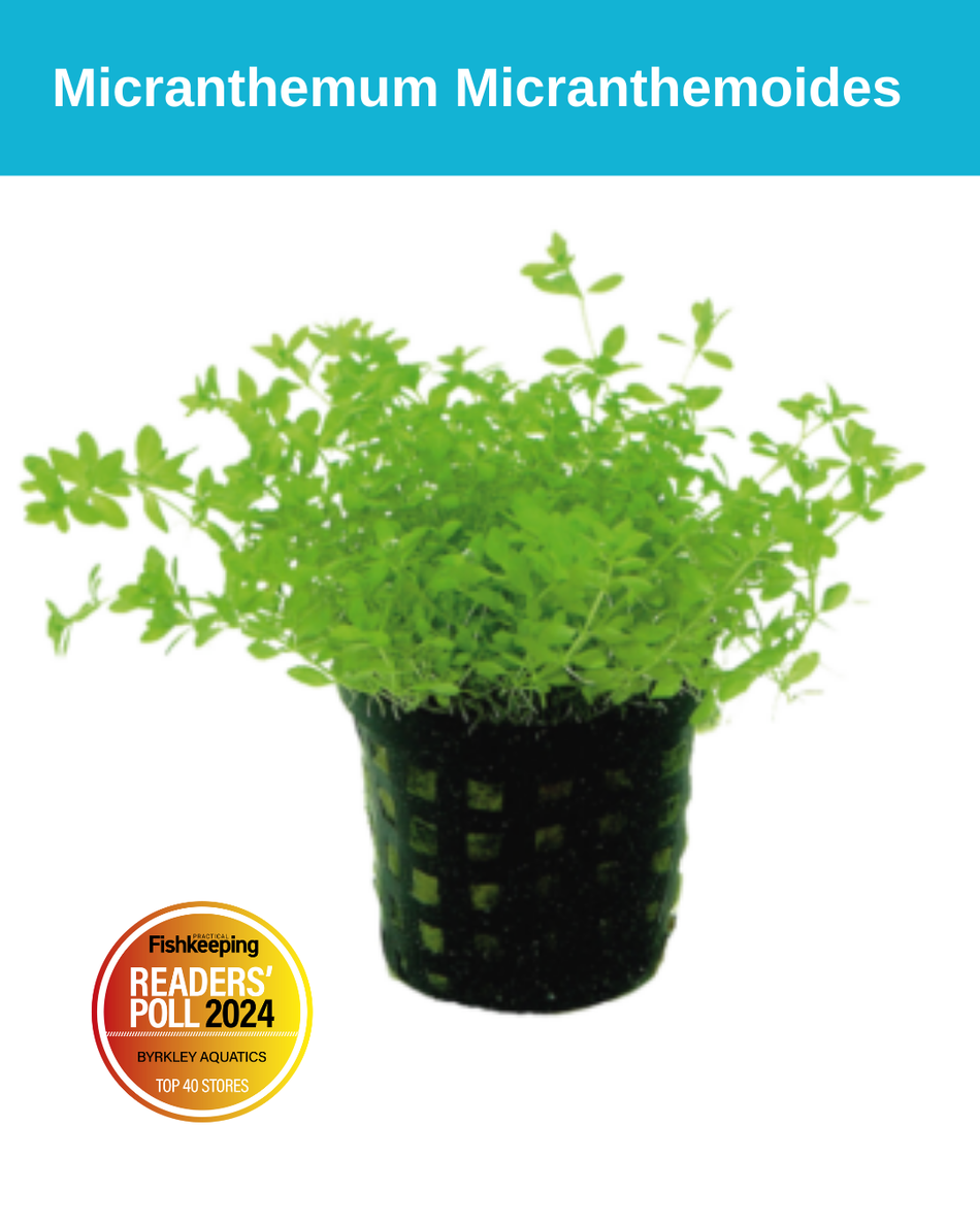Micranthemum Micranthemoides Potted Plant