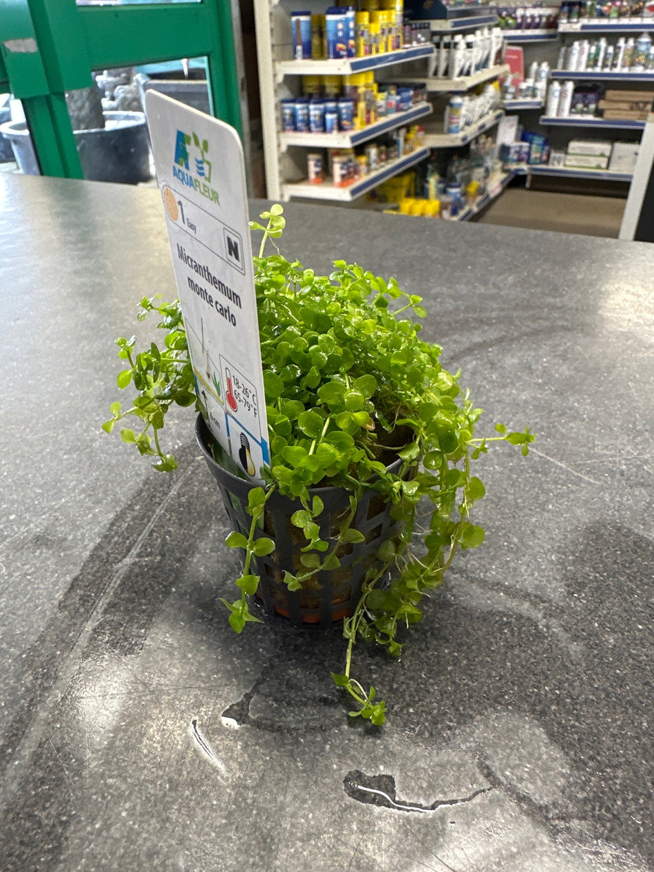 Micranthemum Monte Carlo Potted Aquarium Plant