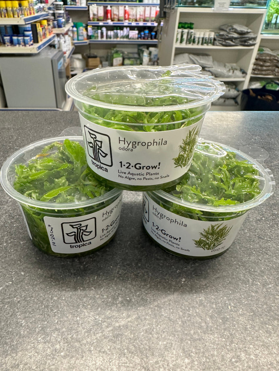 Hygrophila Odora Tropica Invitro Plant