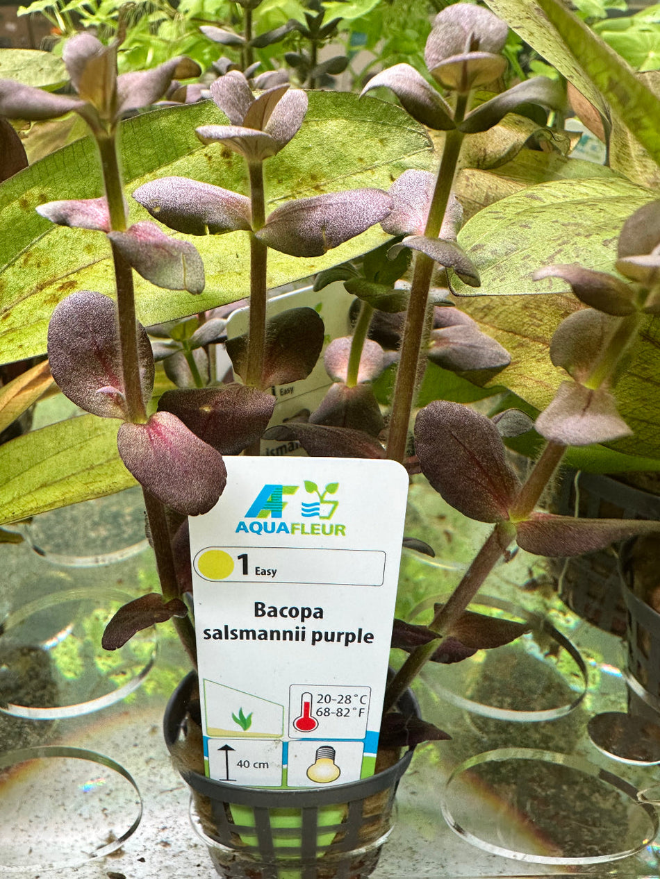 Bacopa Salzmanni Purple Potted Plant
