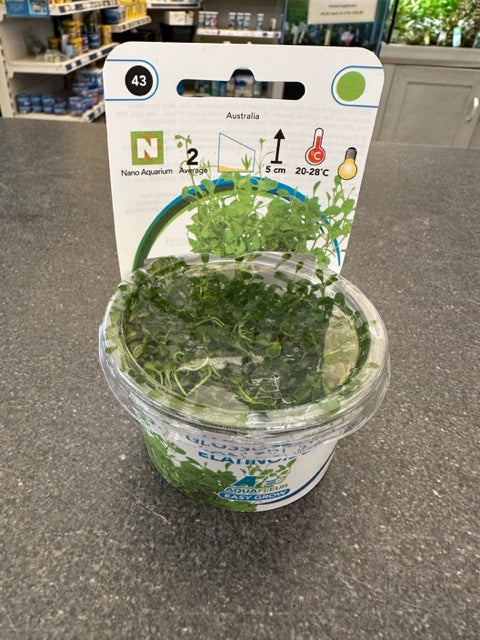 Glossostigma Elatinoides Invitro Cup