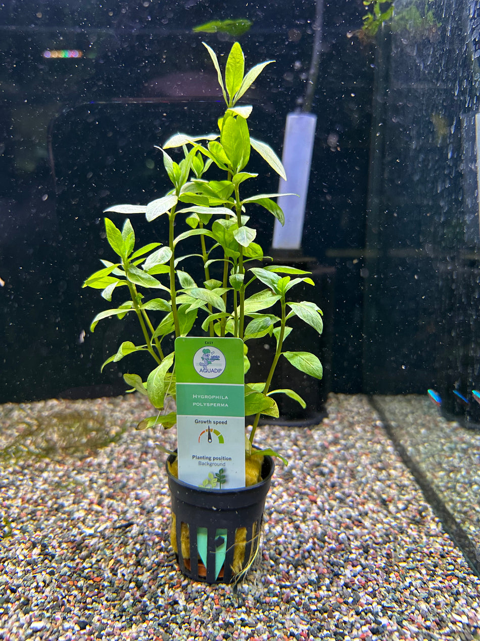 Hygrophila Polysperma Potted Plant