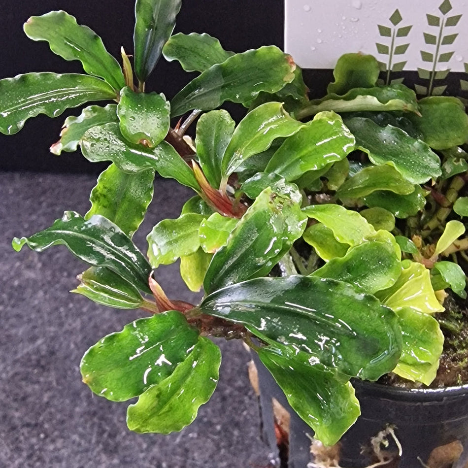 Bucephalandra Green Velvet Potted