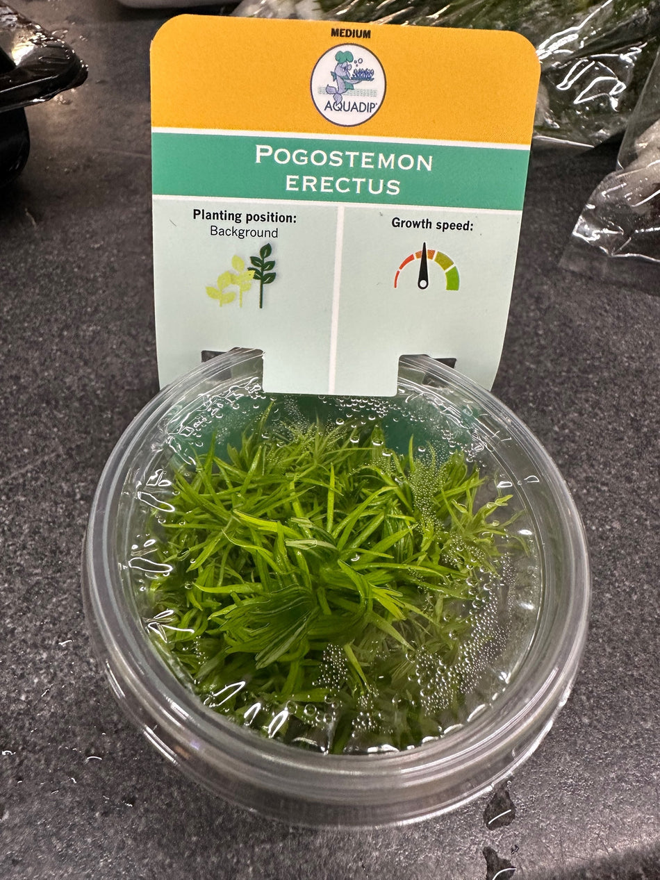 Pogostemon Erectus Invitro Pot