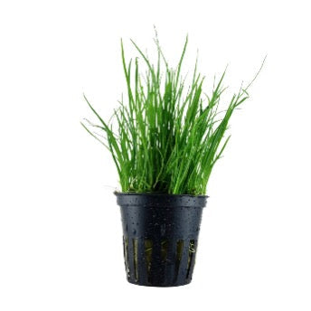 Lilaeopsis Mauritania Potted Aquarium Plant