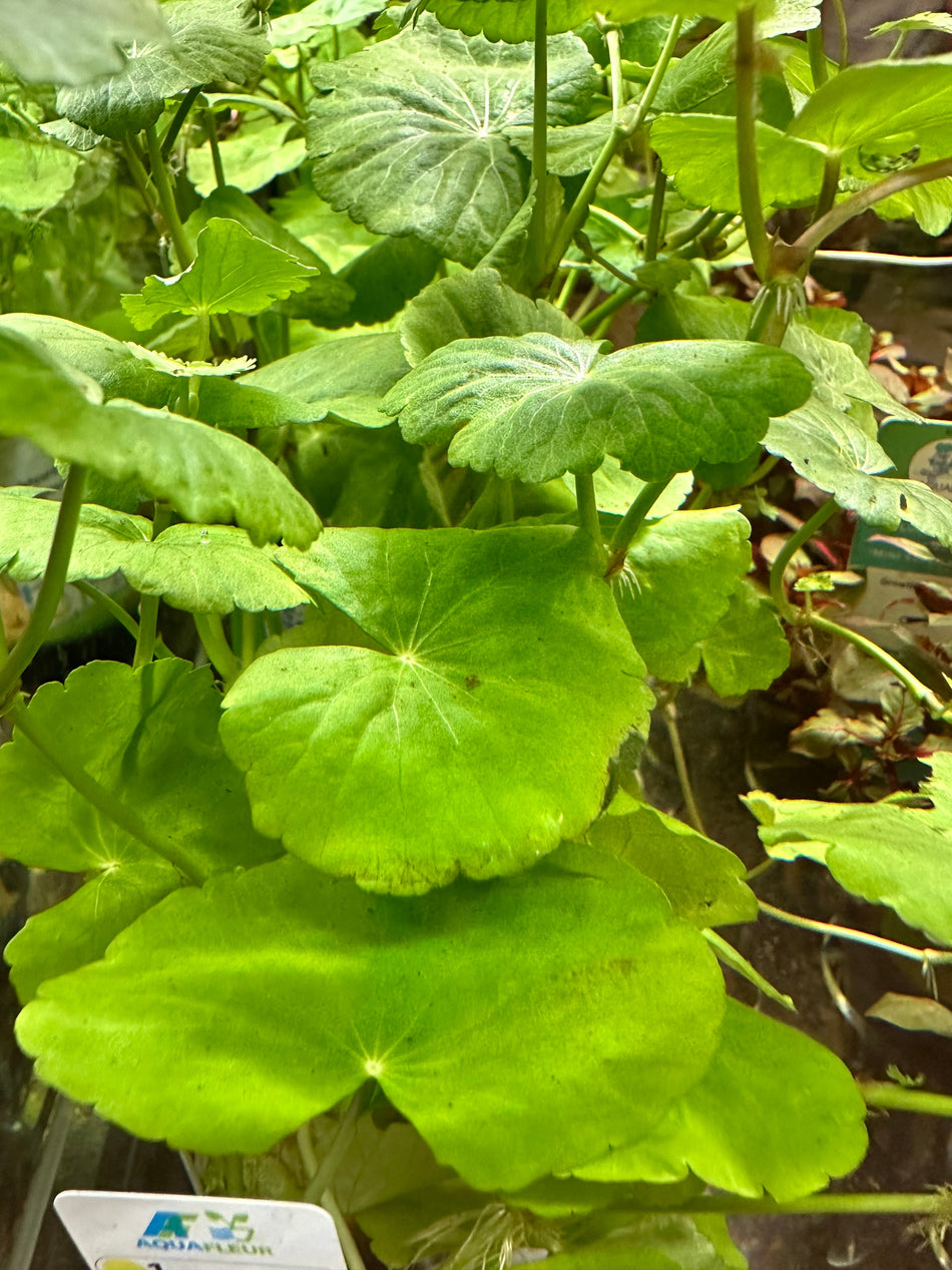 Hydrocotyle Leucocephala Potted Aquarium Plant