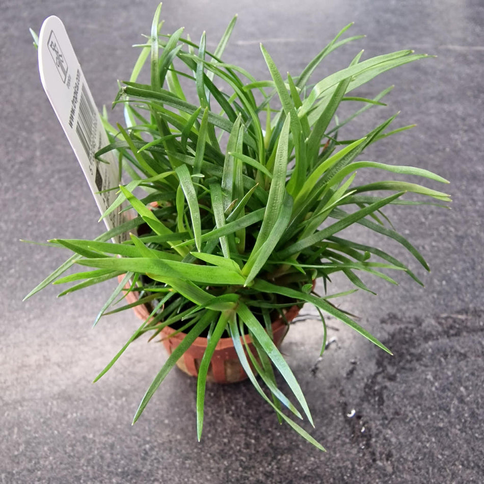 Ericaulon Sp. Vietnam Tropica Potted Aquarium Plant