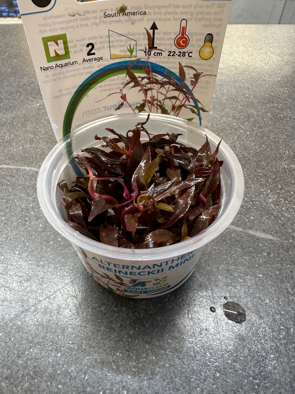 Alternanthera Reineckii Mini Invitro Pot