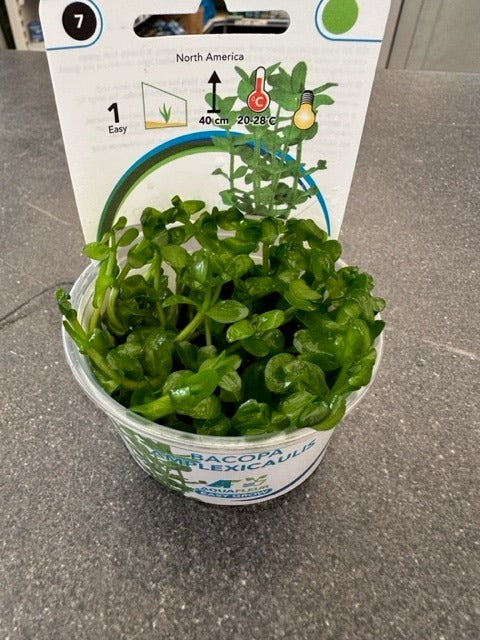 Bacopa Amplexicaulis Invitro Pot