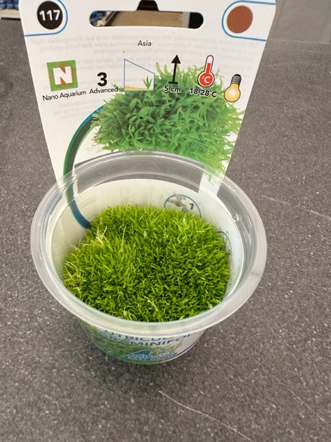 Utricularia Graminifolia Invitro Cup