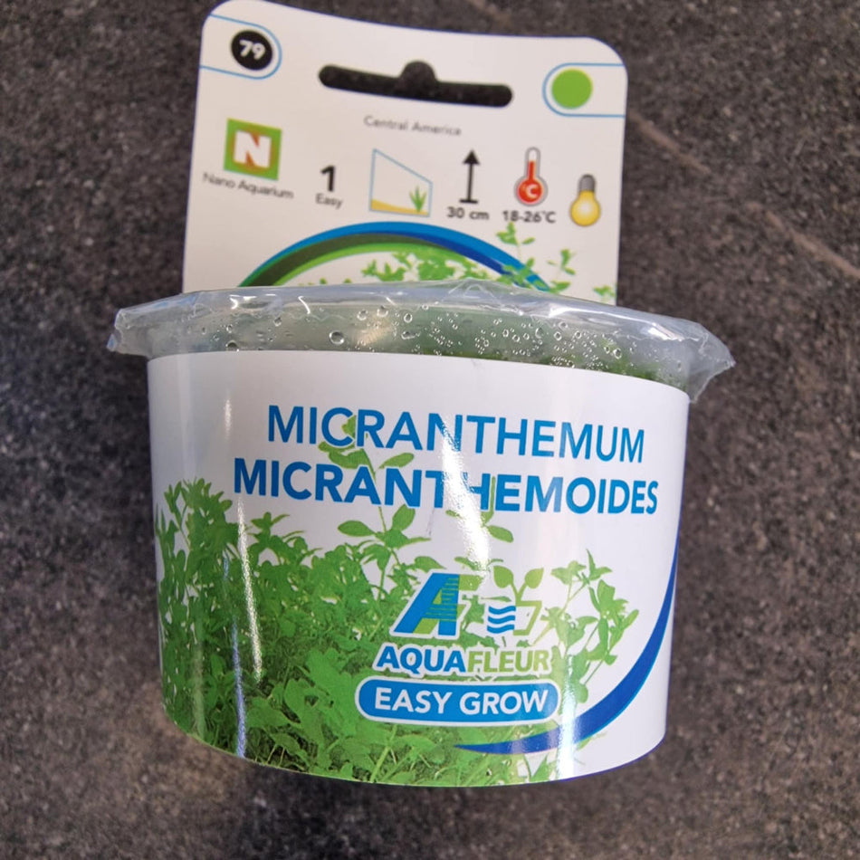 Micranthemum Micranthemoides Invitro Pot