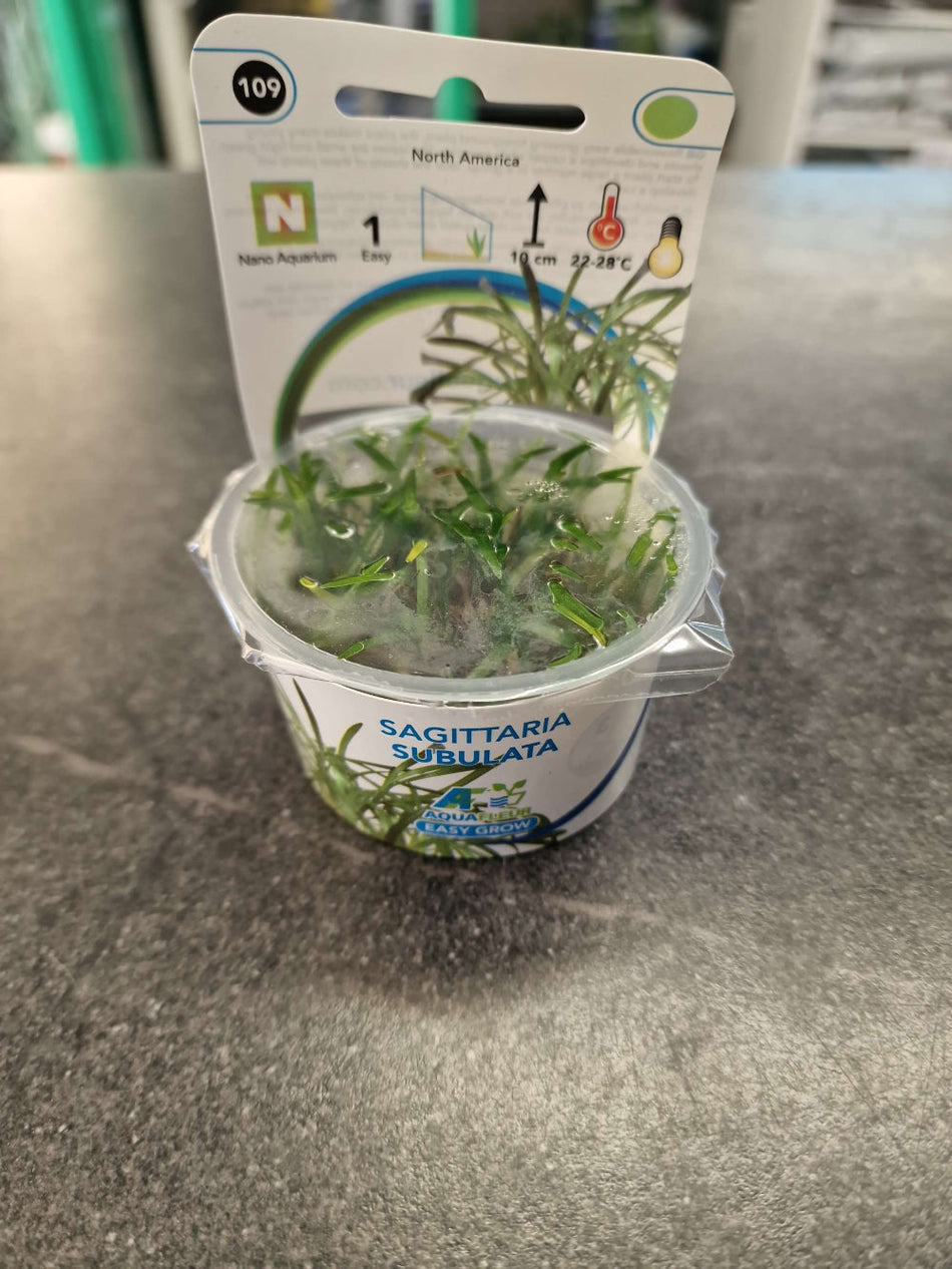Sagittaria Subulata Invitro