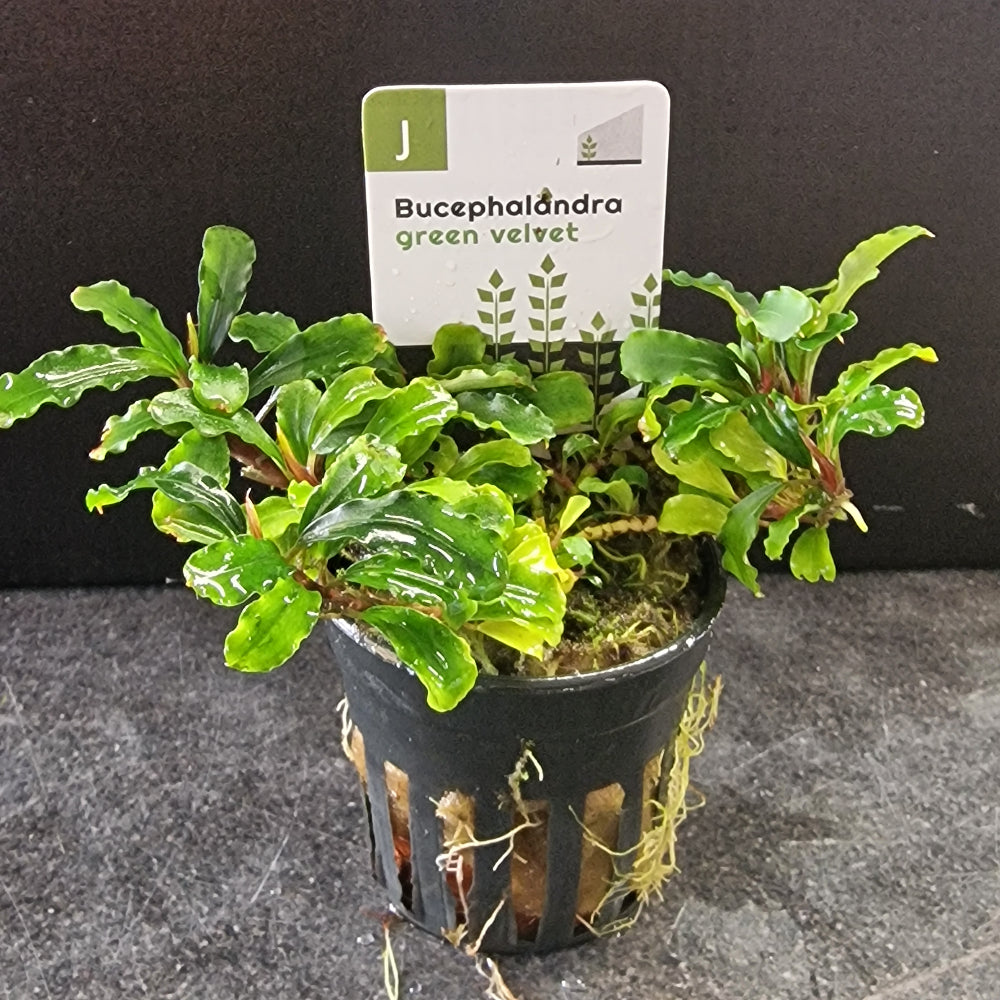 Bucephalandra – Byrkley Aquatics
