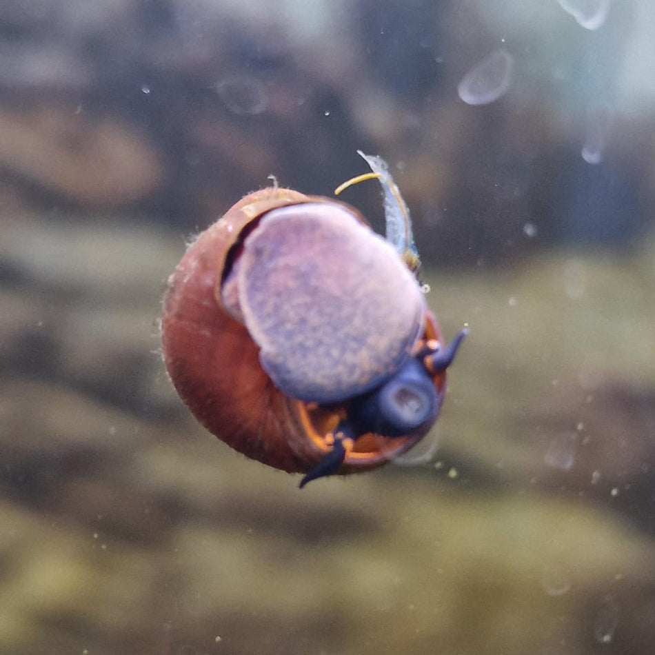 Blueberry Snail. Papua Viviparus