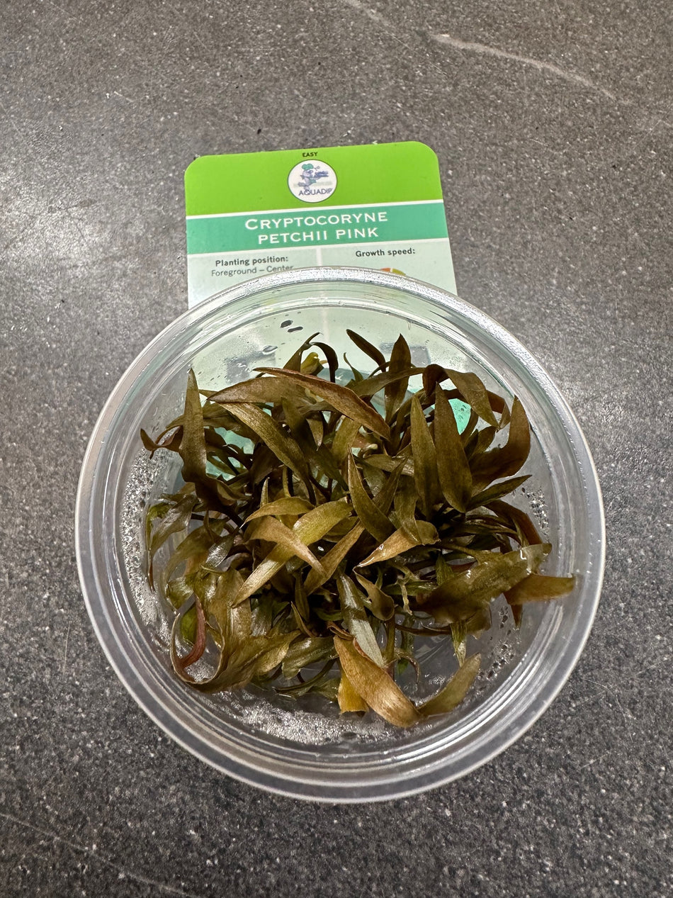 Cryptocoryne Petchii Pink Invitro Pot