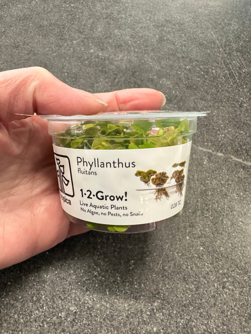 Phyllanthus Fluitan Tropica 1,2 Grow