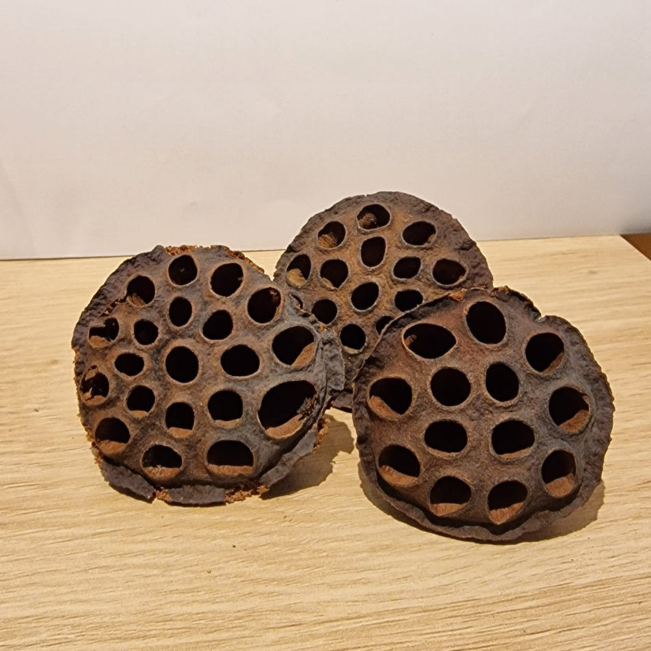 Lotus Pods Aquarium Botanicals