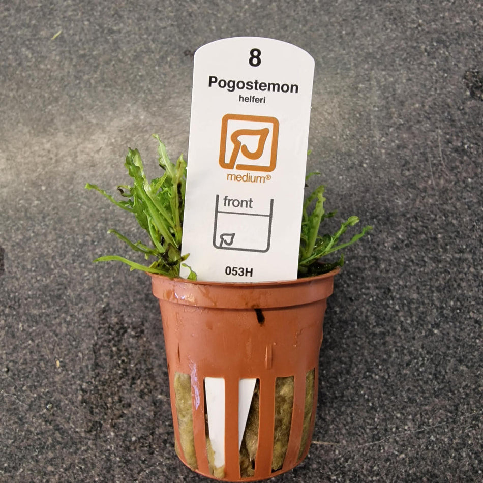 Tropica Pogostemon Helferi Potted