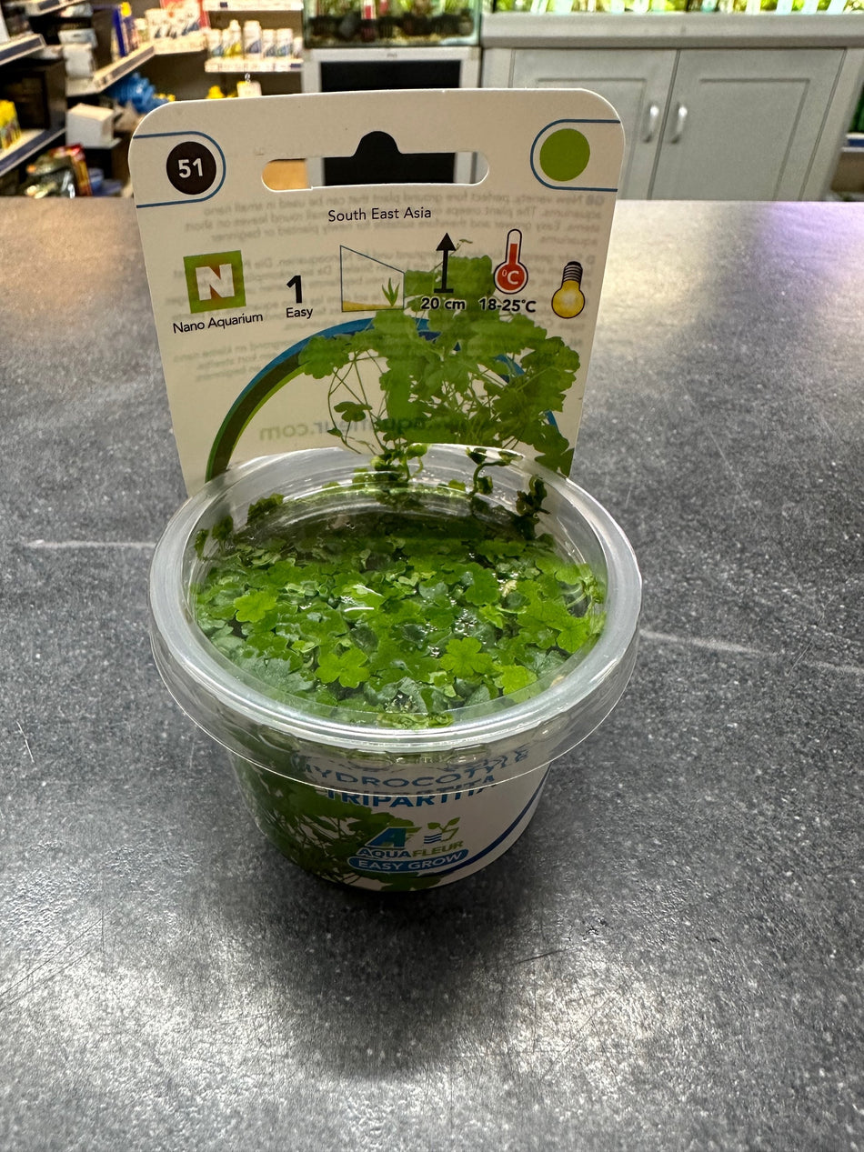 Hydrocotyle Tripartia Invitro