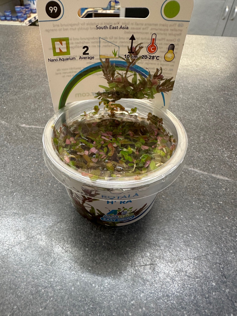 Rotala H'ra Invitro