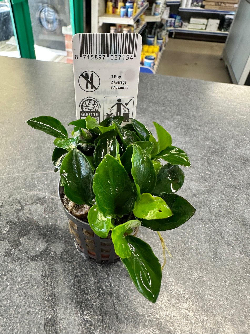 Anubias Bonsai Potted Aquarium Plant