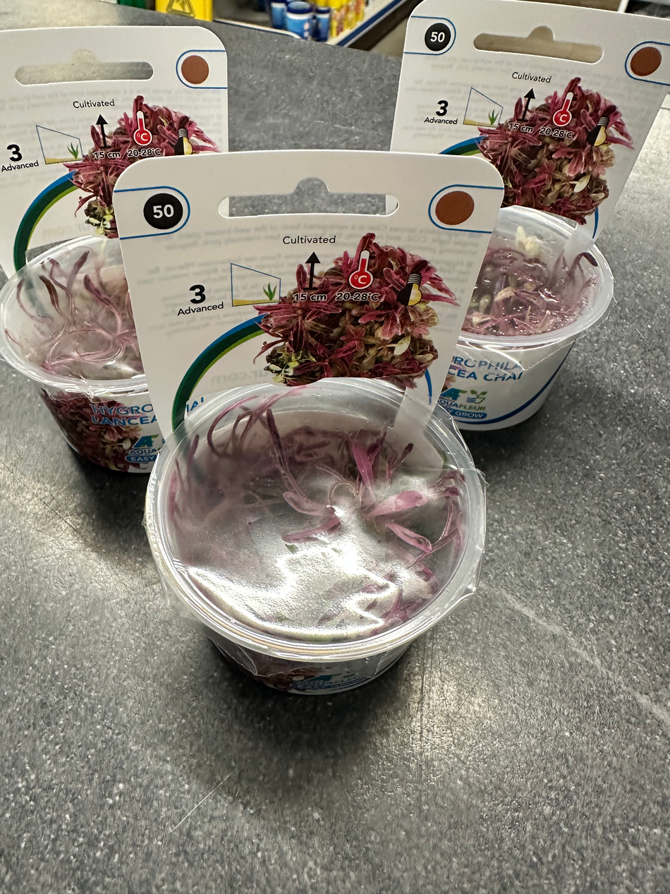 Hygrophila Lancea Araguaia Invitro Tropica