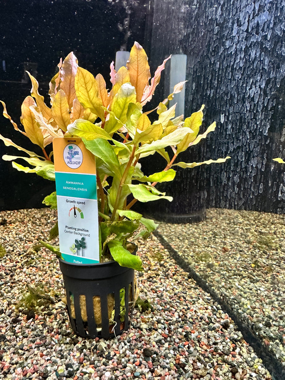 Ammania Senegalensis Potted Aquarium Plant