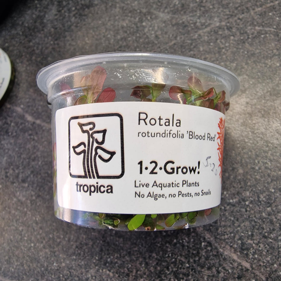 Rotala Rotundifolia 'Blood Red' 1-2-Grow