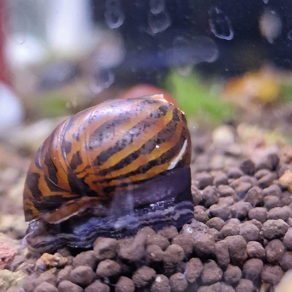Assorted Neritina Snails (Mixed Varieties)