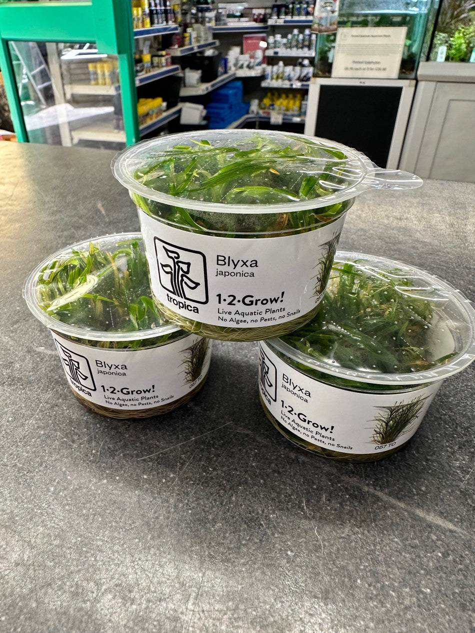 Blyxa Japonica Invitro (Tropica)
