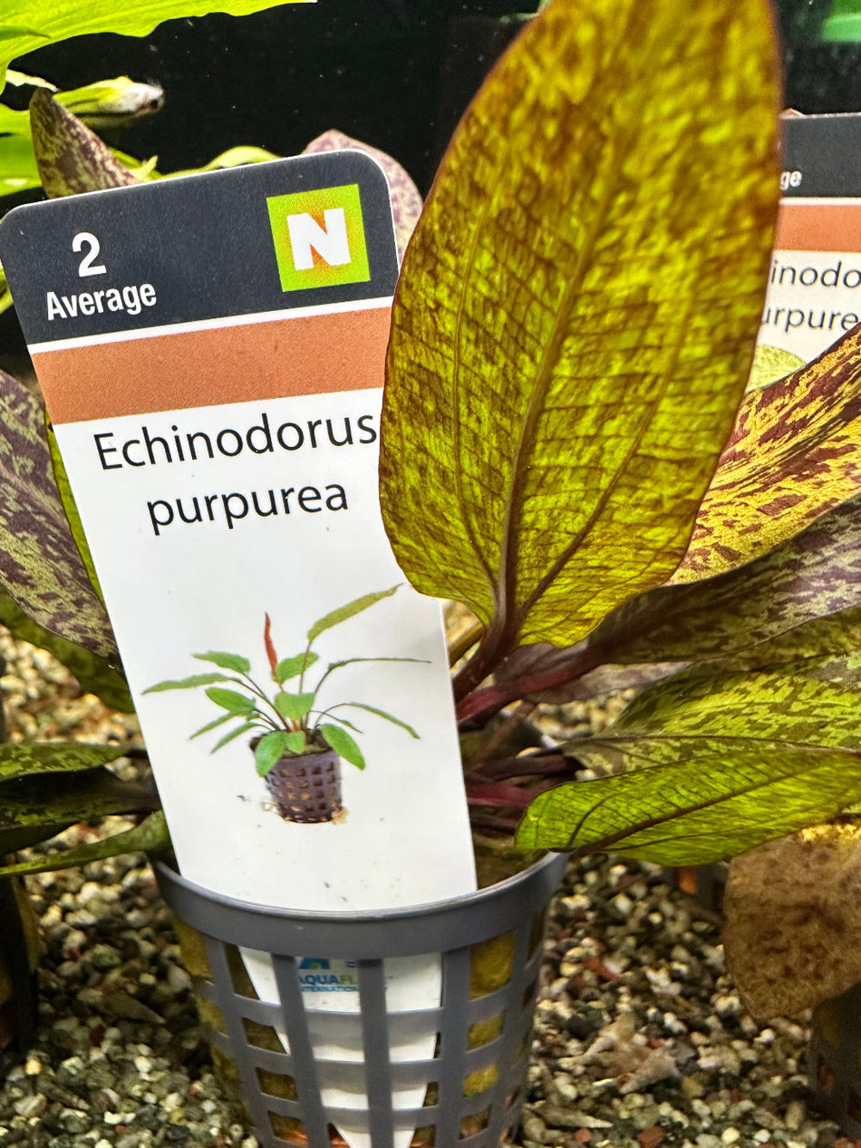 Echinodorus Purpurea Aquarium Plant, Potted Aquafleur