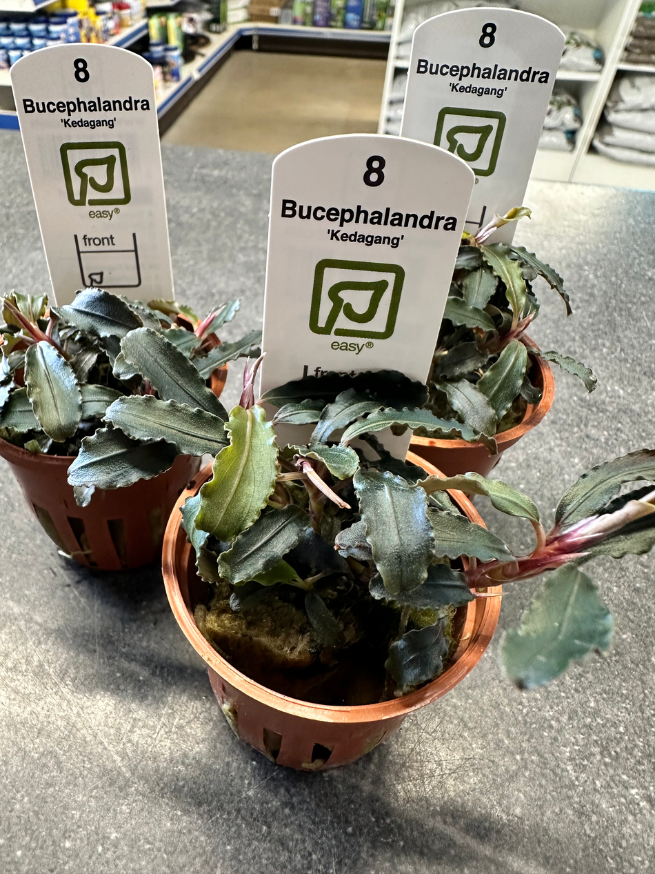 Bucephalandra Kedegang Potted Plant