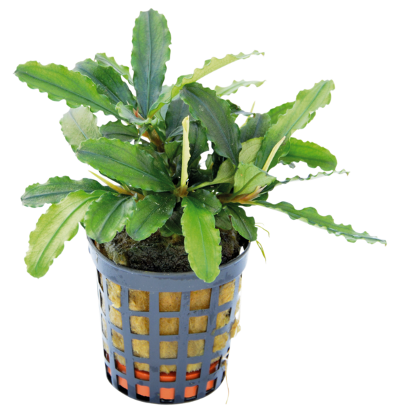 Bucephalandra Theia Green