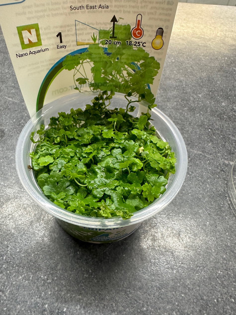 Hydrocotyle Tripartia Invitro