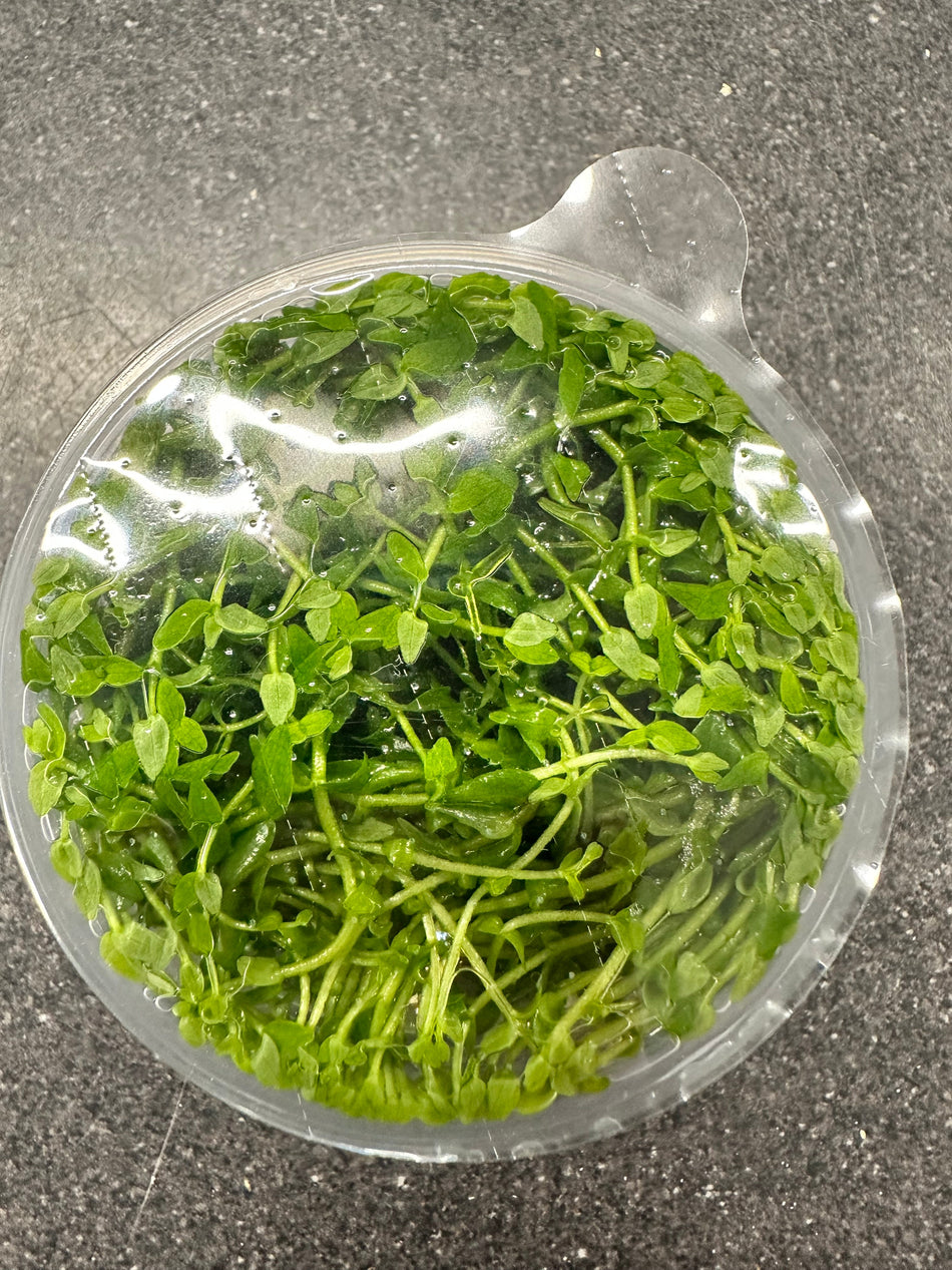 Tropica Gratiola Viscidula Invitro Pot