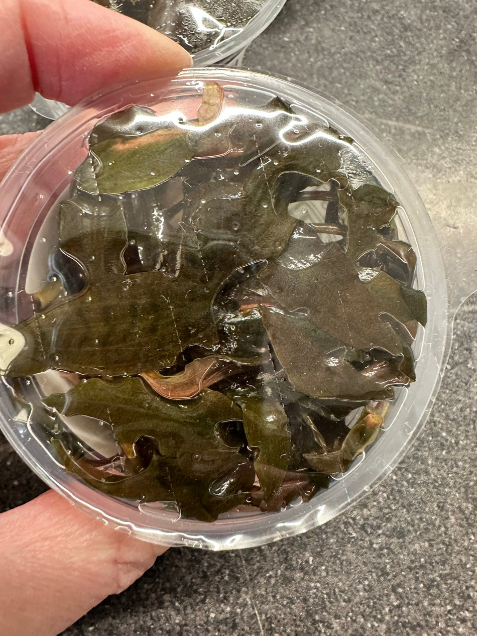 Tropica Cryptocoryne Wendtii Mi Oya Invitro Pot