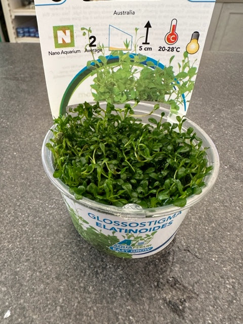 Glossostigma Elatinoides Invitro Cup