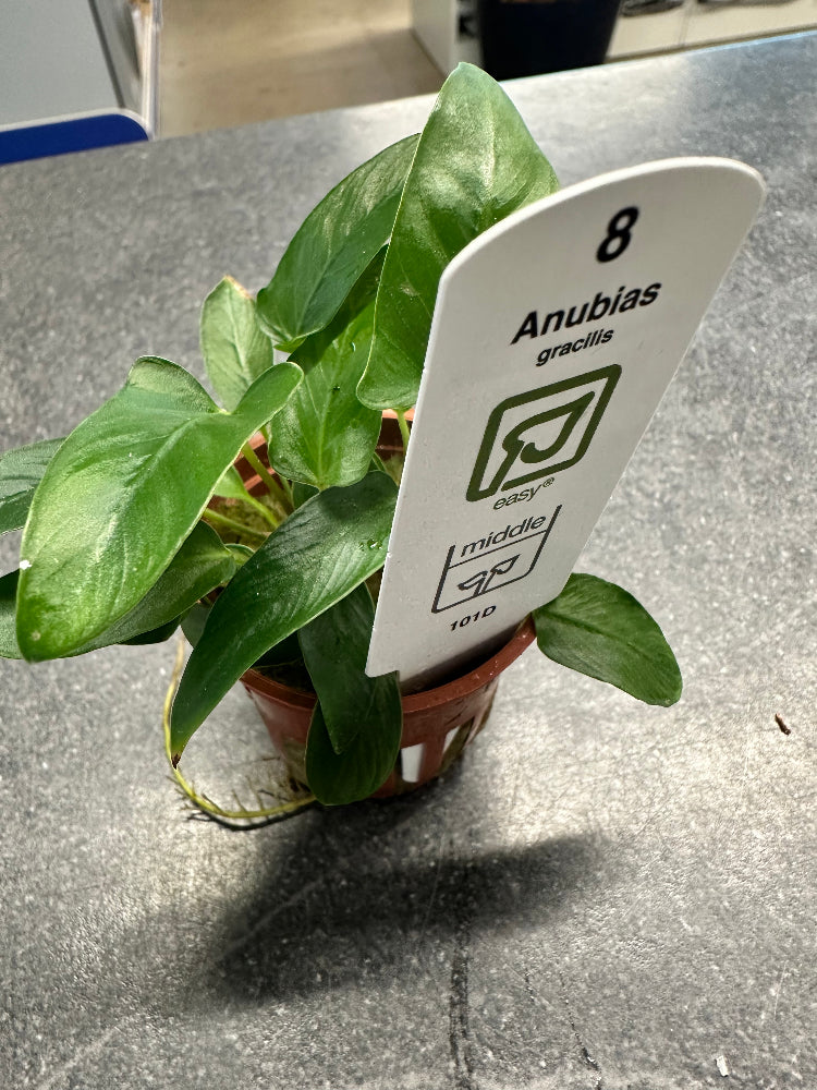 Anubias Gracilis Potted Aquarium Plant. Tropica