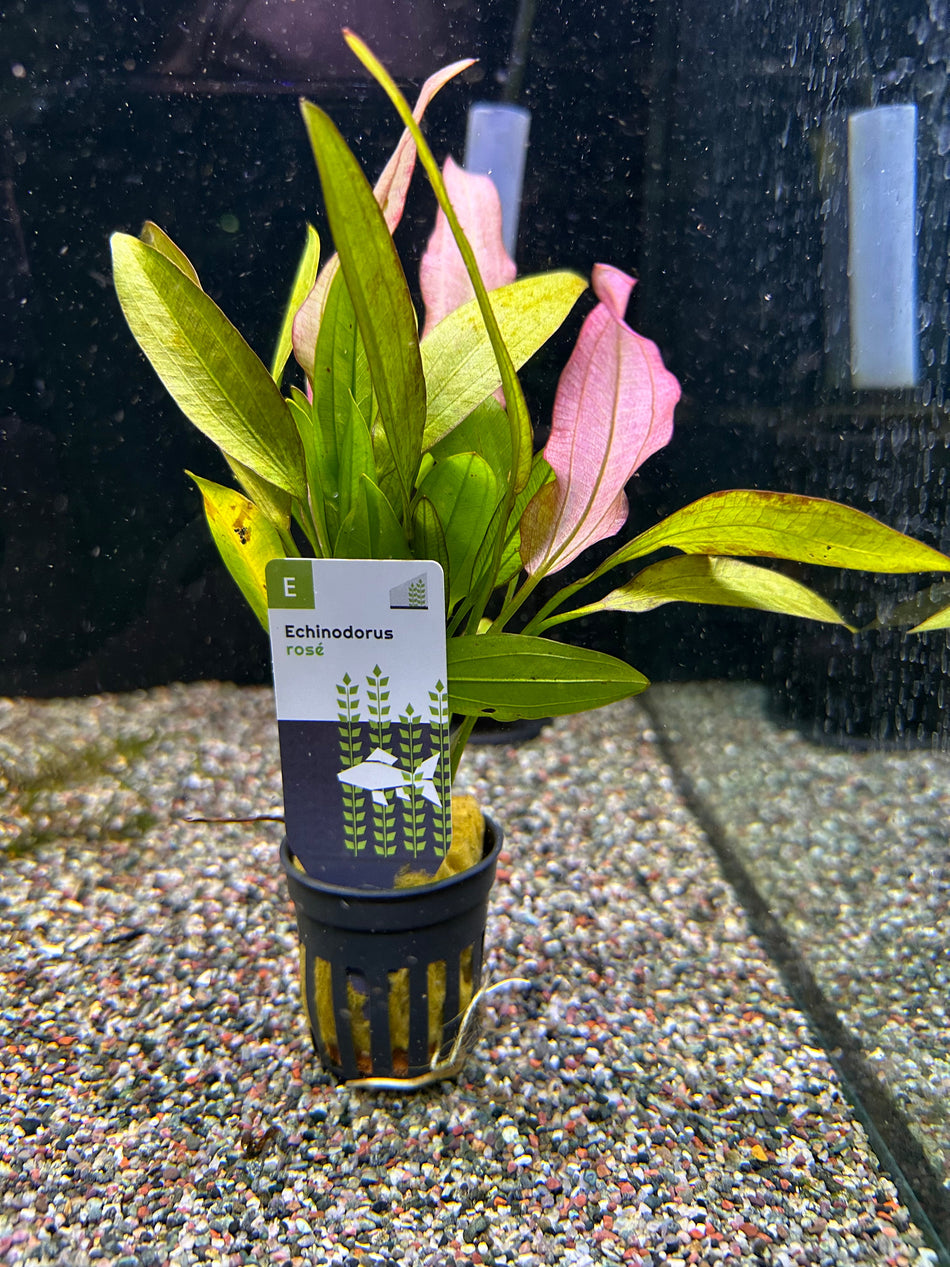 Echinodrus Rose Potted Aquarium Plant