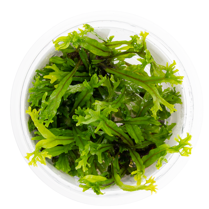 Microsorum Pteropus Windelov 1,2 grow Tropica