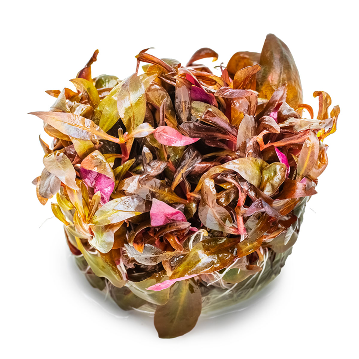 Alternanthera Reineckii Mini Invitro Pot