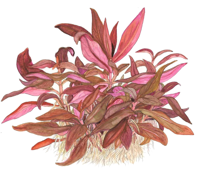 Alternanthera Reineckii Mini Invitro Pot