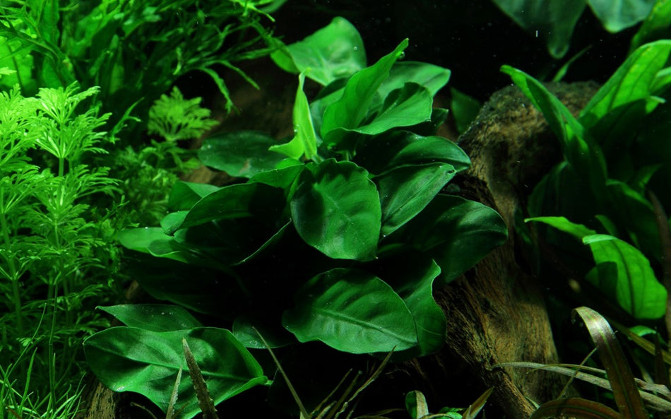 Anubias barteri var. Nana invitro Tropica