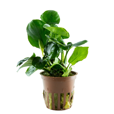 Tropica Anubias Barteri 'Coin Leaf' potted plant