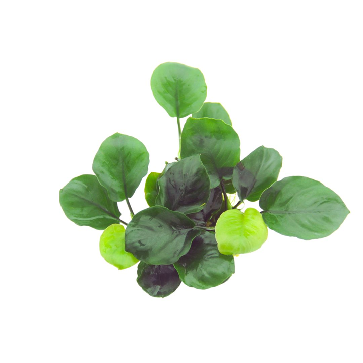 Tropica Anubias Barteri 'Coin Leaf' potted plant